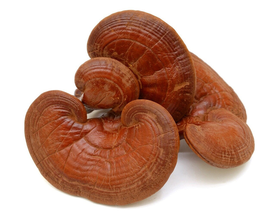 Duanwood Reishi Buddha Blend » RAW Reishi Spores and Extract Powder » 70 Gram Pouch